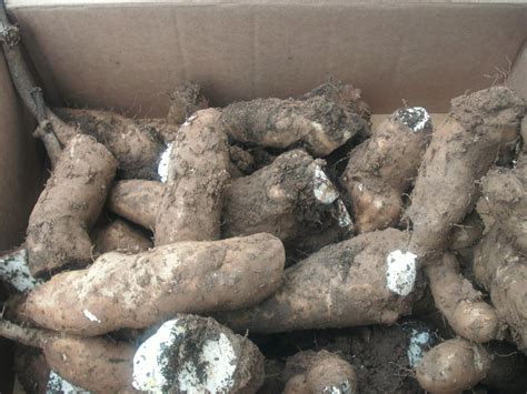 Amazon.com : 2 Packages of Mountain Yam Seeds - 10 Seeds Per Package : Patio, Lawn & Garden