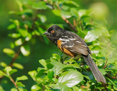 SpottedTowheep