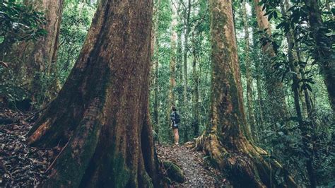 Discover Queensland National Parks - Nature and Wildlife | Queensland