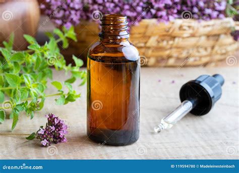 A Bottle of Oregano Essential Oil with Fresh Blooming Oregano Stock Photo - Image of medicine ...