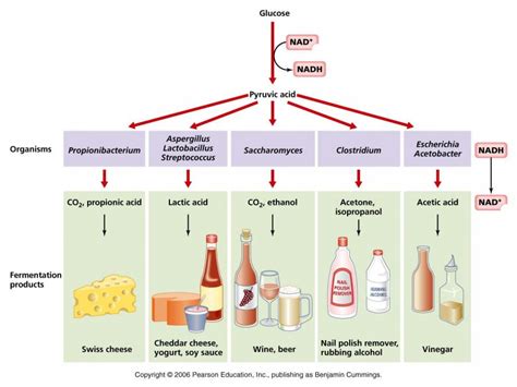 Lactic Acid Fermentation Products