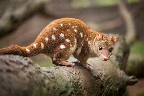 What Are the Cutest Animals in Australia?