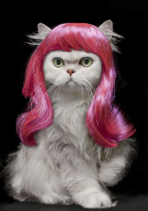 30 Cats In Wigs That Will Make You Laugh [GALLERY] - CatTime | Pretty cats, Cats, Persian cat white