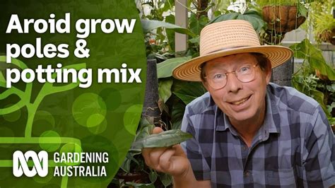 How to make grow poles and custom potting mix for aroids | Indoor Plants | Gardening Australia ...