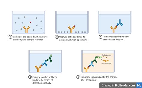 ELISA Test: Principle, Materials, Procedure Results • Microbe Online