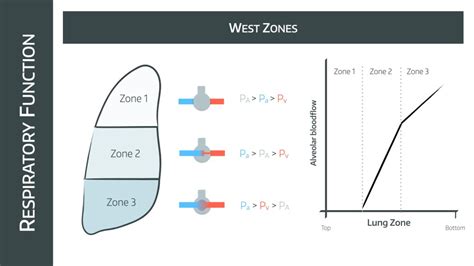 Dead Space and West Zones