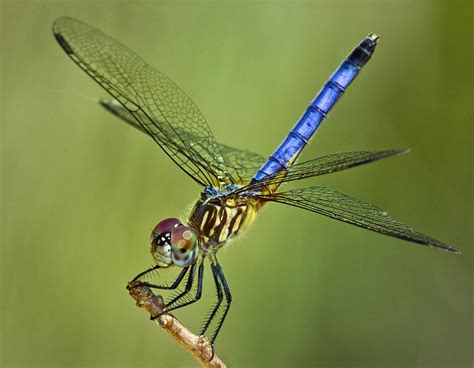Blue Dasher Dragonfly, Fairchild Tropical Botanic Garden. | Flickr