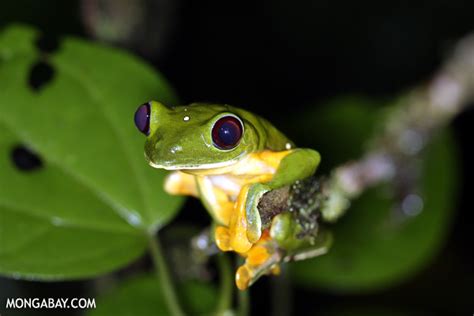 Picture Gallery: rainforest amphibians