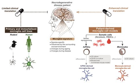 Cells | Free Full-Text | Recent Advances in Microglia Modelling to ...