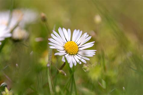 English Daisies: Care and Growing Guide