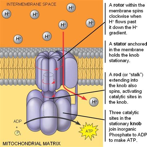 ATP_synthase.html 09_14ATPSynthase.jpg