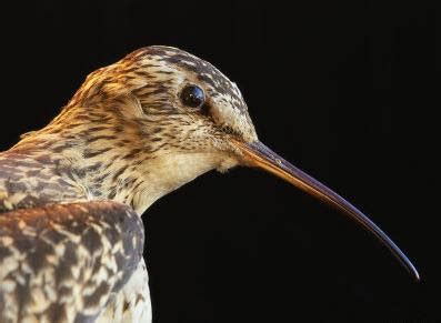 Eskimo Curlew ( Numenius borealis) ~ World Extinct Animals