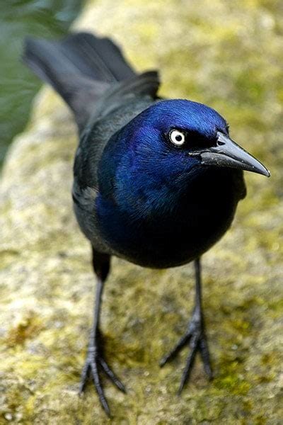 Common Grackle: Bird Identification, Habits, Facts, Nesting - Bird Informer