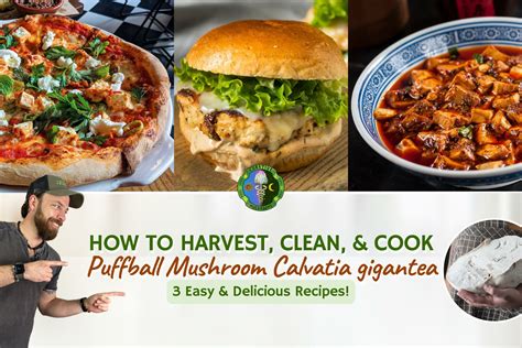 How to Cook Giant Puffball Mushroom Recipes