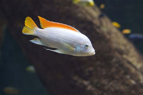 Malawi cichlids diet - Aquadecor