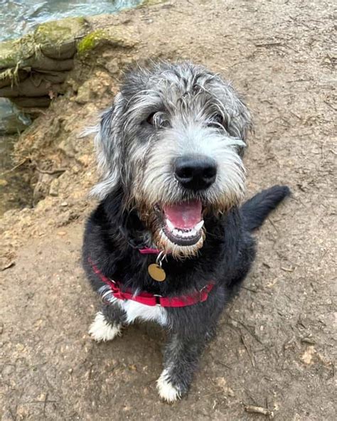 13 Unique Old English Sheepdog Mixes (With Pictures)