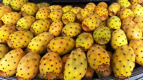 Prickly pear or cactus fruits | Food Heritage Foundation