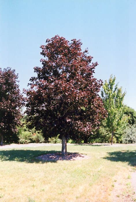 Royal Red Norway Maple (Acer platanoides 'Royal Red') in Edmonton St ...