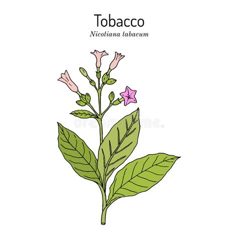 Tobacco Plant Nicotiana Tabacum . Botanical Hand-drawn Illustration ...