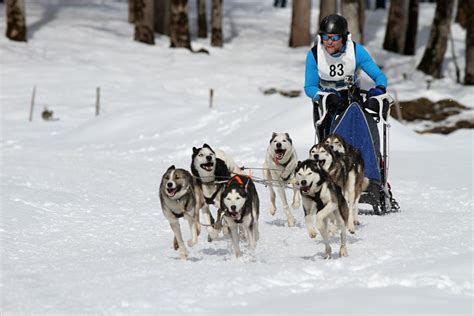 Free Images : landscape, snow, winter, white, run, animal, vehicle ...