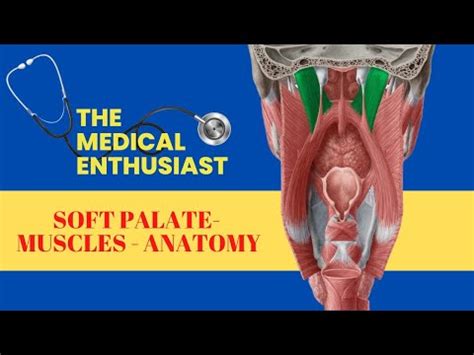 Soft Palate - Muscles - YouTube