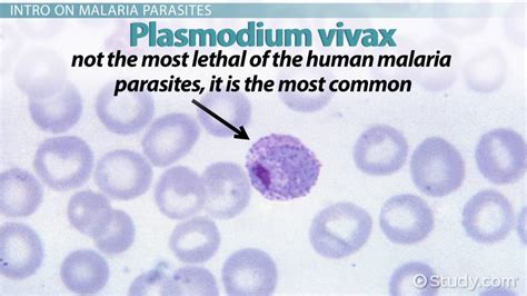 Plasmodium Vivax | Overview & Life Cycle - Lesson | Study.com