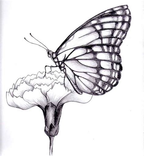 Butterfly On Flower Drawing - Butterfly Mania