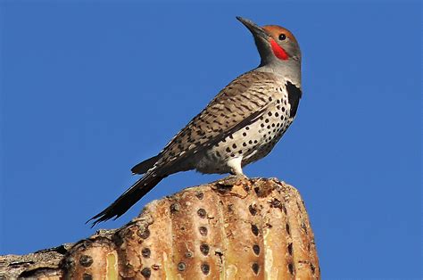 Gilded flicker - Wikipedia