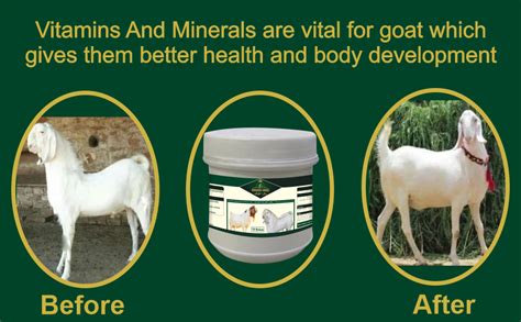 Bakra King Growth Promoter & Weight Gain Tablets for Goat & Sheep Animal Feed Supplements ...