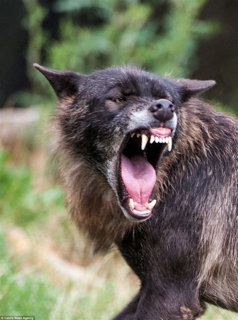 Photos show black wolf attacking in a brutal show of dominance | Black ...