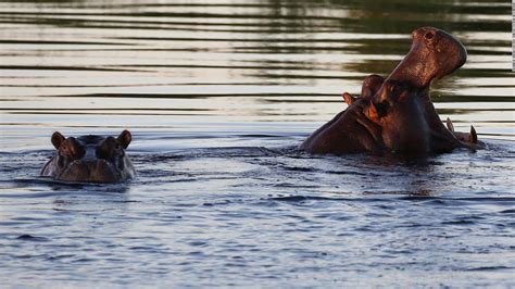 Pablo Escobar: Colombia's 'cocaine hippos' must be culled, scientists ...