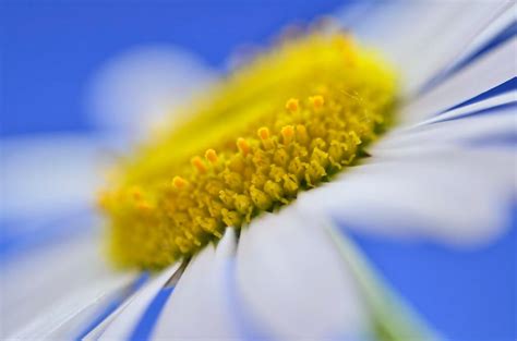 50 Beautiful Examples of Macro Photography - The Photo Argus