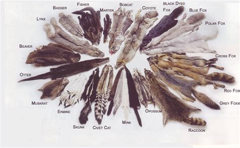 Fur pelts of mink, fox, sable, chinchilla, lynx, beaver, raccoon, coyote for the fur trade