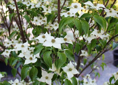 Cornus kousa "Milky Way" - Gorini Piante