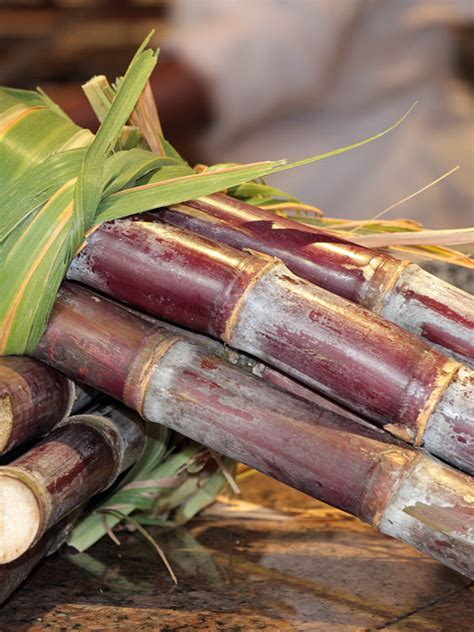 Polynesian Purple Sugarcane Plant – Sweetcanes.com