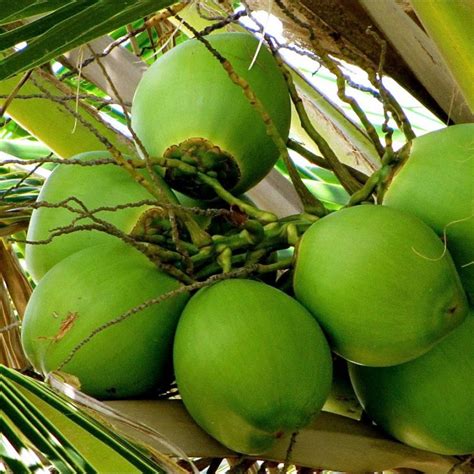 Green Coconut - Florida Coconuts - Store