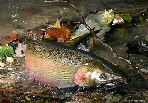 Spawning Salmon Photograph by Vincent Duis