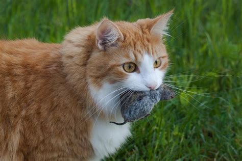 Cat Hunting Behavior - When and How Cats Hunt