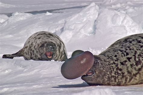 Hooded Seal | Cystophora cristata | Mammal