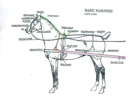 38 draft horse harness diagram - Diagram For You