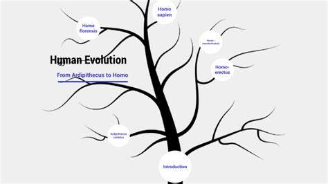 Human Evolution tree by Allan Cooper