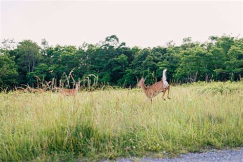 5 Kinds of Wildlife I Saw in Shenandoah National Park