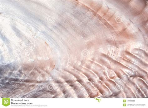 Seashell Background Texture Stock Image - Image of mollusc, beautiful: 123658083