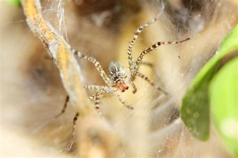 Photography of Jumping Spider on Spider Web for Background Stock Image ...