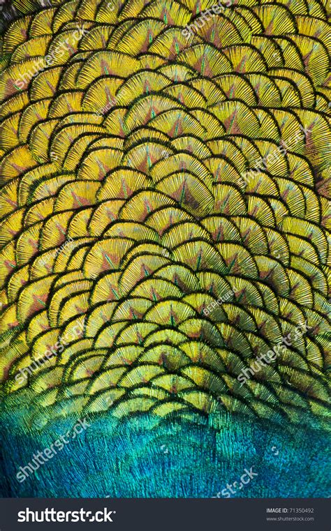 Close-Up Peacock Feathers Stock Photo 71350492 : Shutterstock