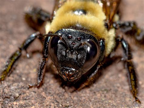 How to Get Rid of Carpenter Bees: Stings & Information