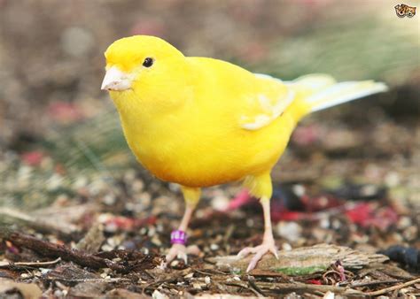 All About The Canary | Pets4Homes