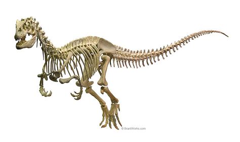 Allosaurus Skeleton | Prehistoric creatures, Prehistoric, Dinosaur skeleton