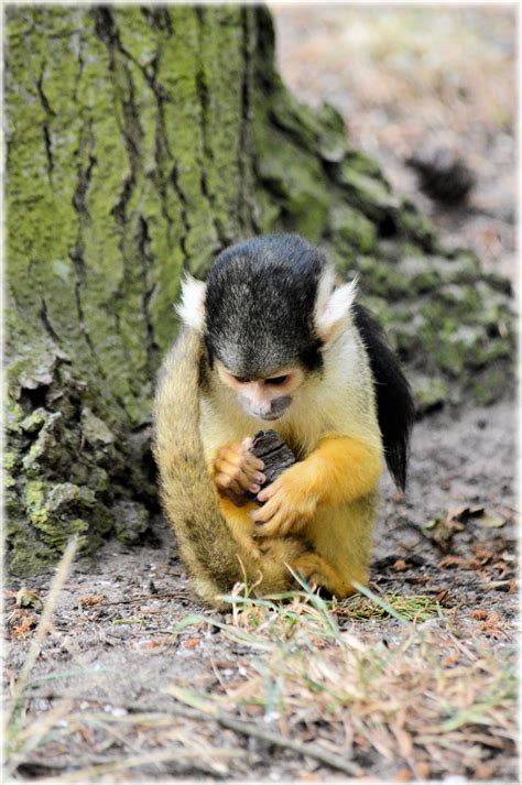 Squirrel Monkeys 3 Free Stock Photo - Public Domain Pictures