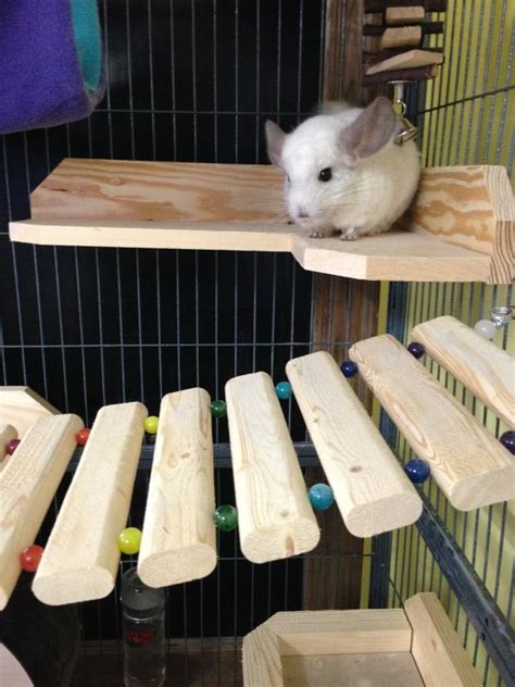 17 Best images about Chinchilla cage and toy ideas on Pinterest ...